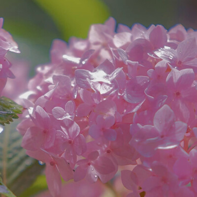 花海