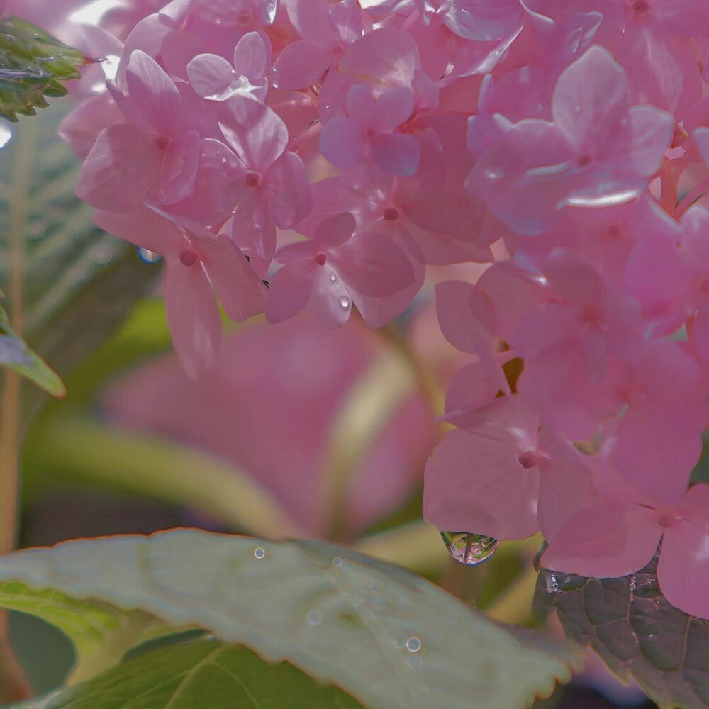 花海