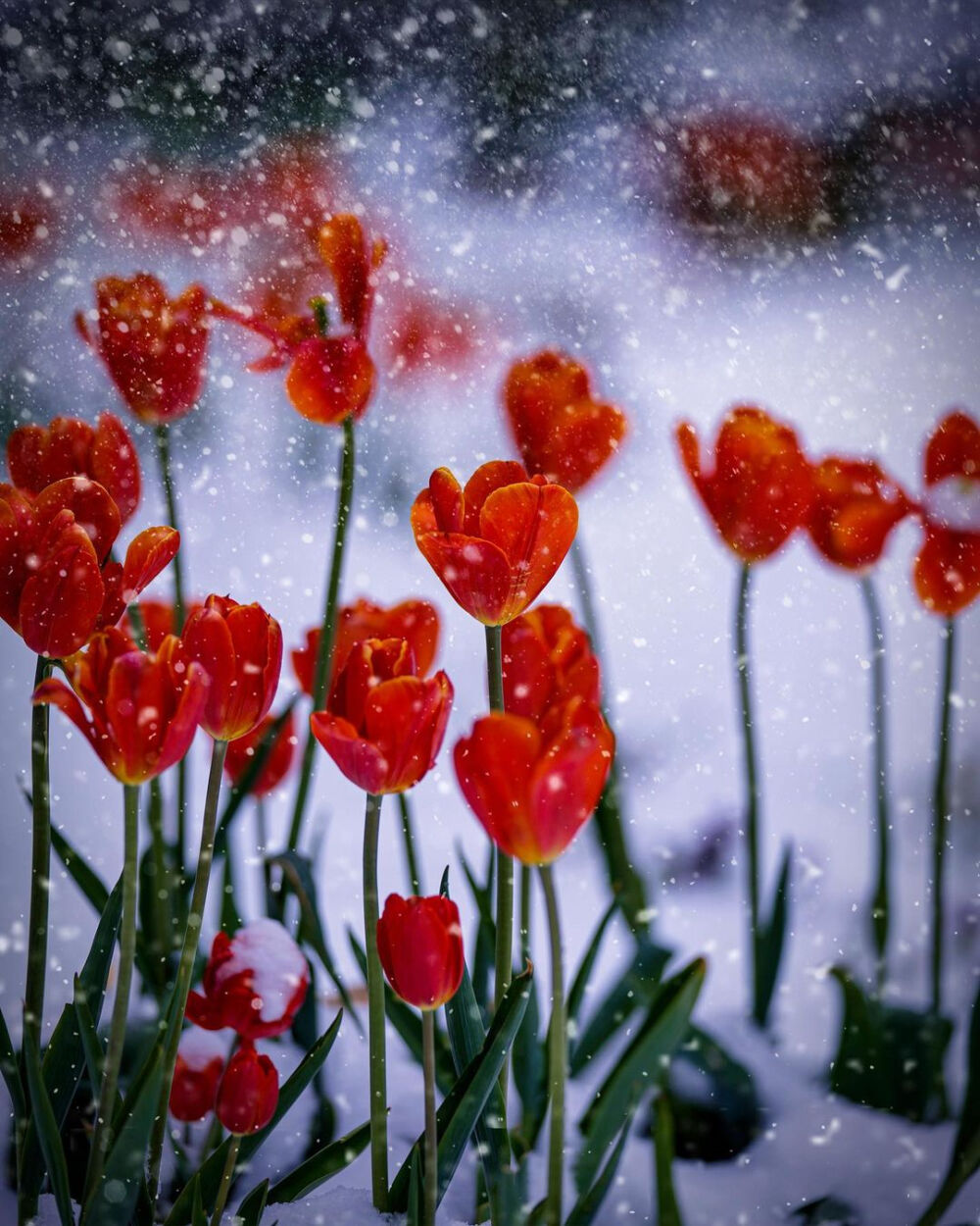 日本 福岡県 北九州市立 白野江植物公園 雪 郁金香