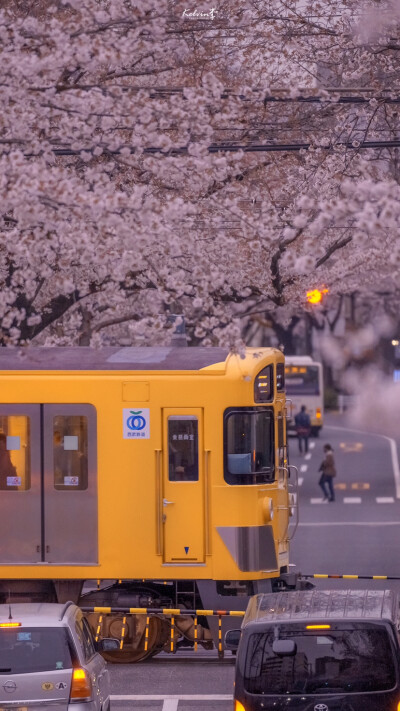 日系樱花壁纸