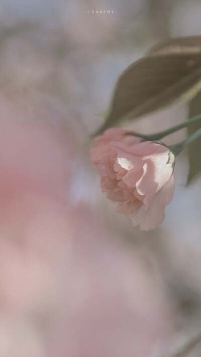 春日限定花壁纸 | 花枝春满
我买的起糖，但我还是想你送我，就像我可以一个人生活，但我还是希望有人爱我。
©-Chareny 