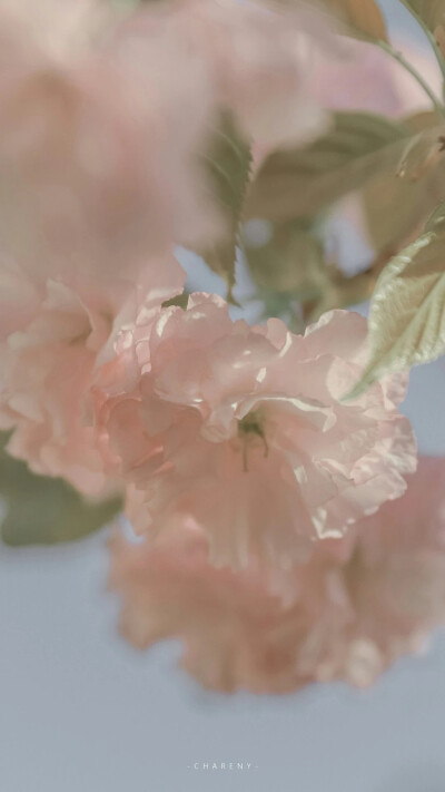 春日限定花壁纸 | 花枝春满
我买的起糖，但我还是想你送我，就像我可以一个人生活，但我还是希望有人爱我。
©-Chareny 