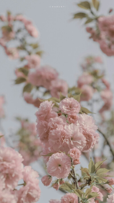 春日限定花壁纸 | 花枝春满
我买的起糖，但我还是想你送我，就像我可以一个人生活，但我还是希望有人爱我。
©-Chareny 