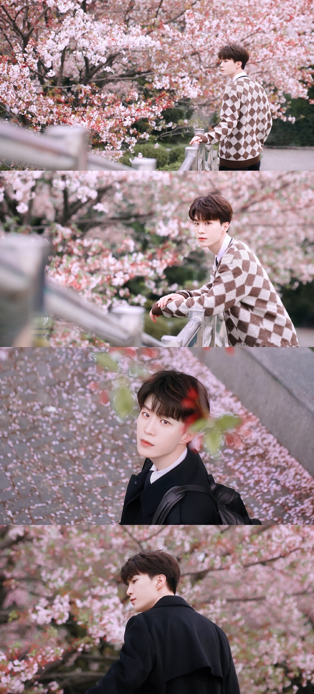 范丞丞春日樱花大片# 未来继续 cr@0000ffbittercoffee