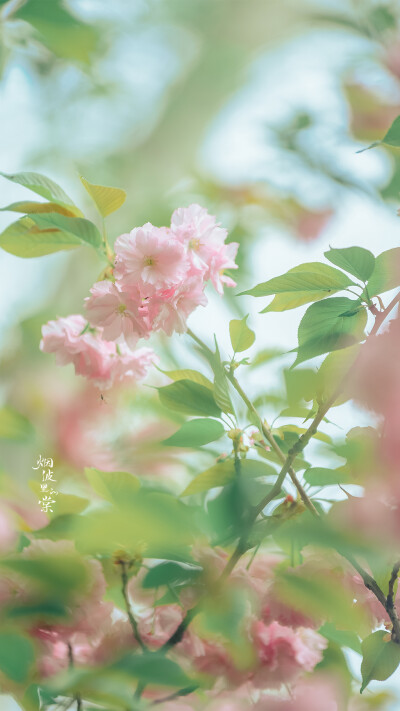 #我们去踏青吧##阡陌花开#
关山樱 摄影@烟波里的棠