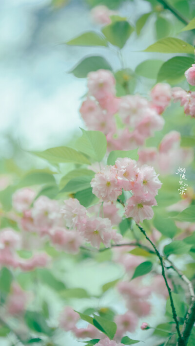 #我们去踏青吧##阡陌花开#
关山樱 摄影@烟波里的棠