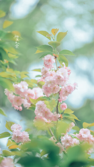 #我们去踏青吧##阡陌花开#
关山樱 摄影@烟波里的棠