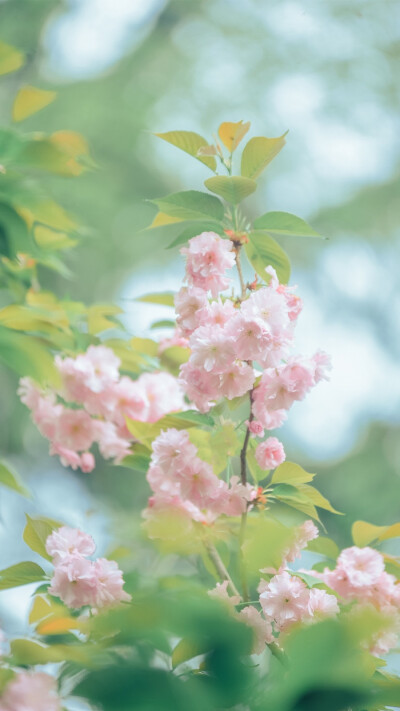 陷落美好，满溢温柔
-
花/关山樱
摄影师/烟波里的棠
早安.