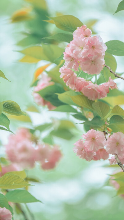 陷落美好，满溢温柔
-
花/关山樱
摄影师/烟波里的棠
早安.