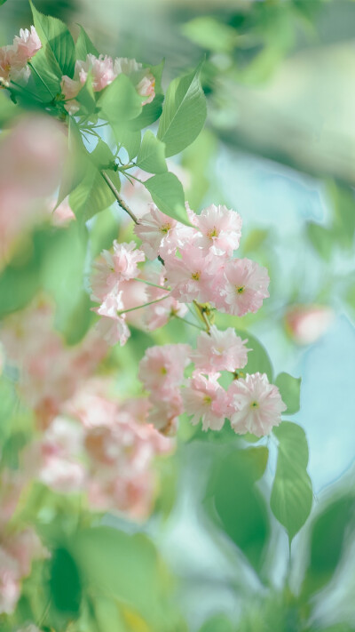 陷落美好，满溢温柔
-
花/关山樱
摄影师/烟波里的棠
早安.