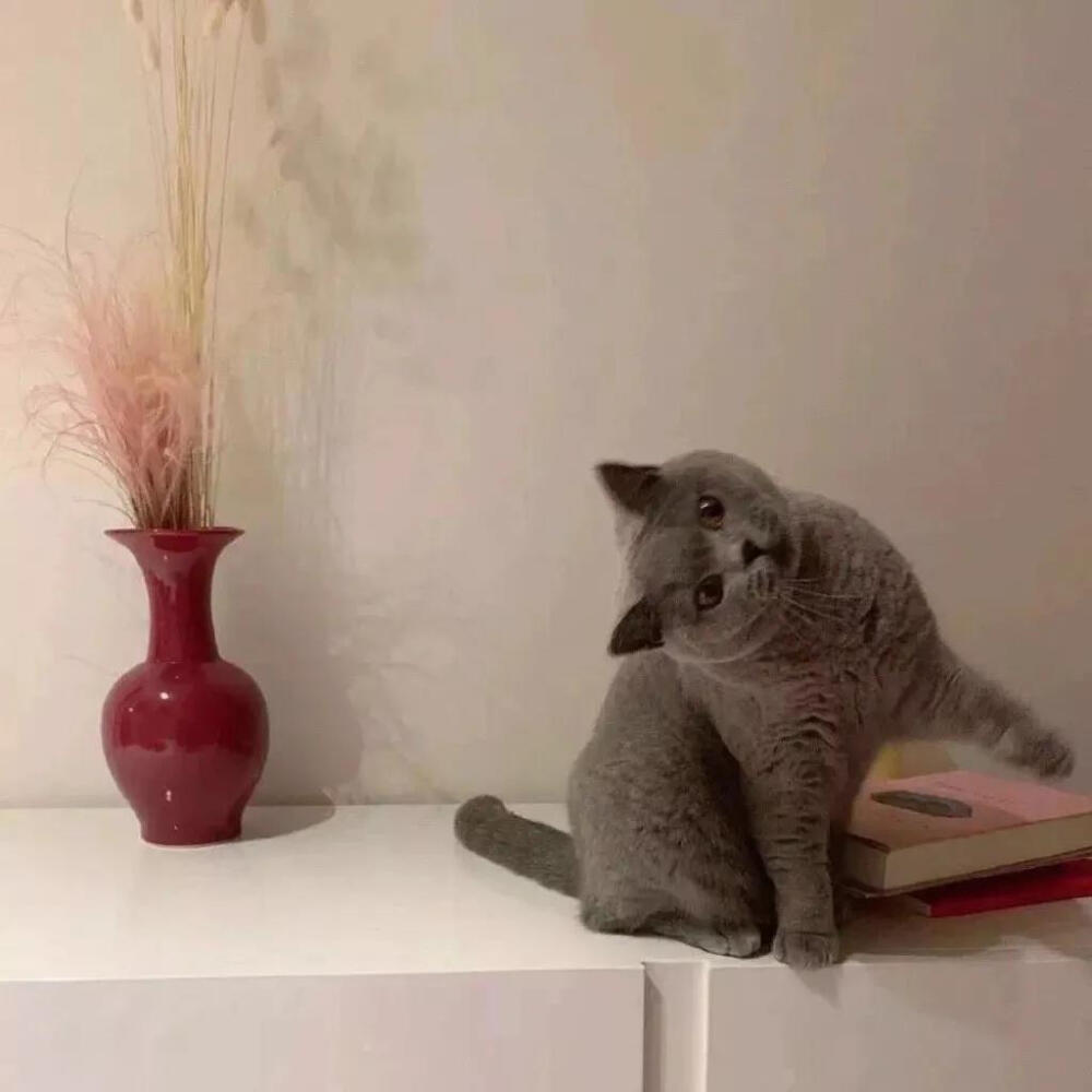 可爱萌宠#喵星人#汪星人#‖你的陪伴不是最长情但却是最常情。