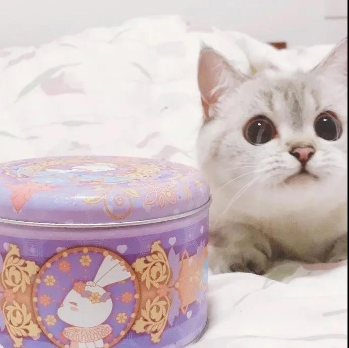 可爱萌宠#喵星人#汪星人#‖你的陪伴不是最长情但却是最常情。