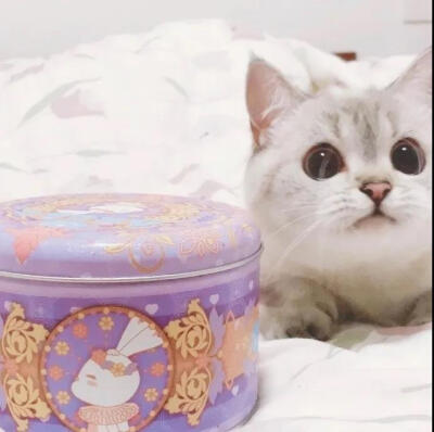 可爱萌宠#喵星人#汪星人#‖你的陪伴不是最长情但却是最常情。