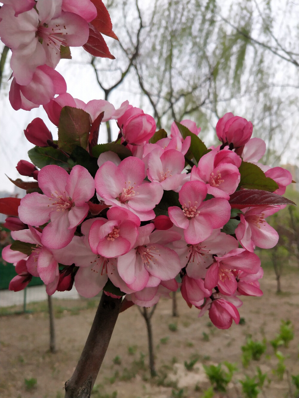 草莓果冻海棠图片