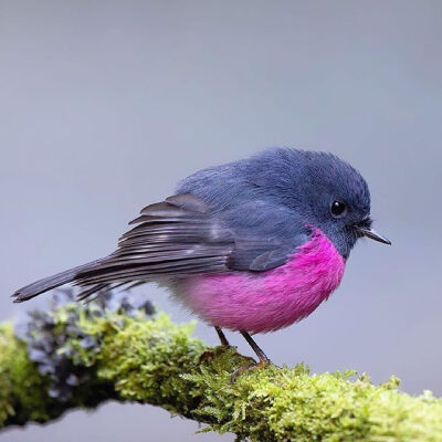 粉红鸲鹟（Petroica rodinogaster）是一种原产于澳大利亚东南部的小雀形目鸟类。 ​​​