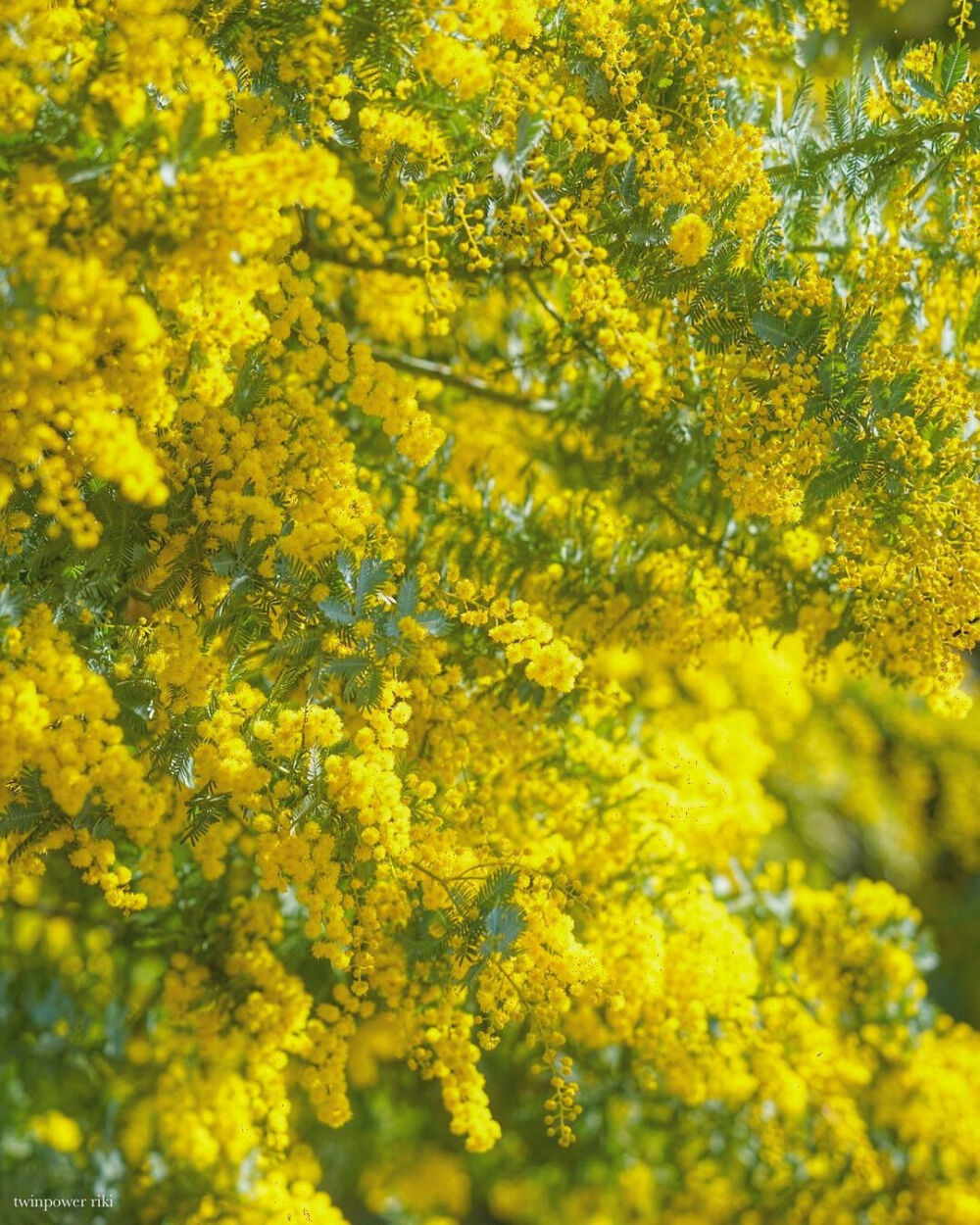 ミモザ金合欢