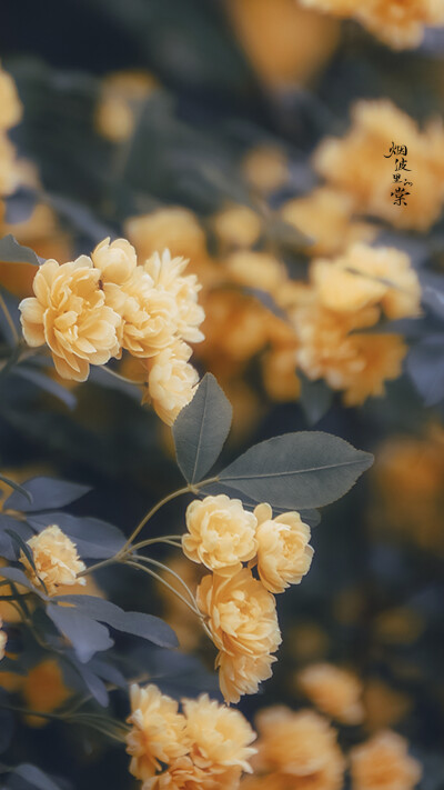 【黄木香】
cr：烟波里的棠