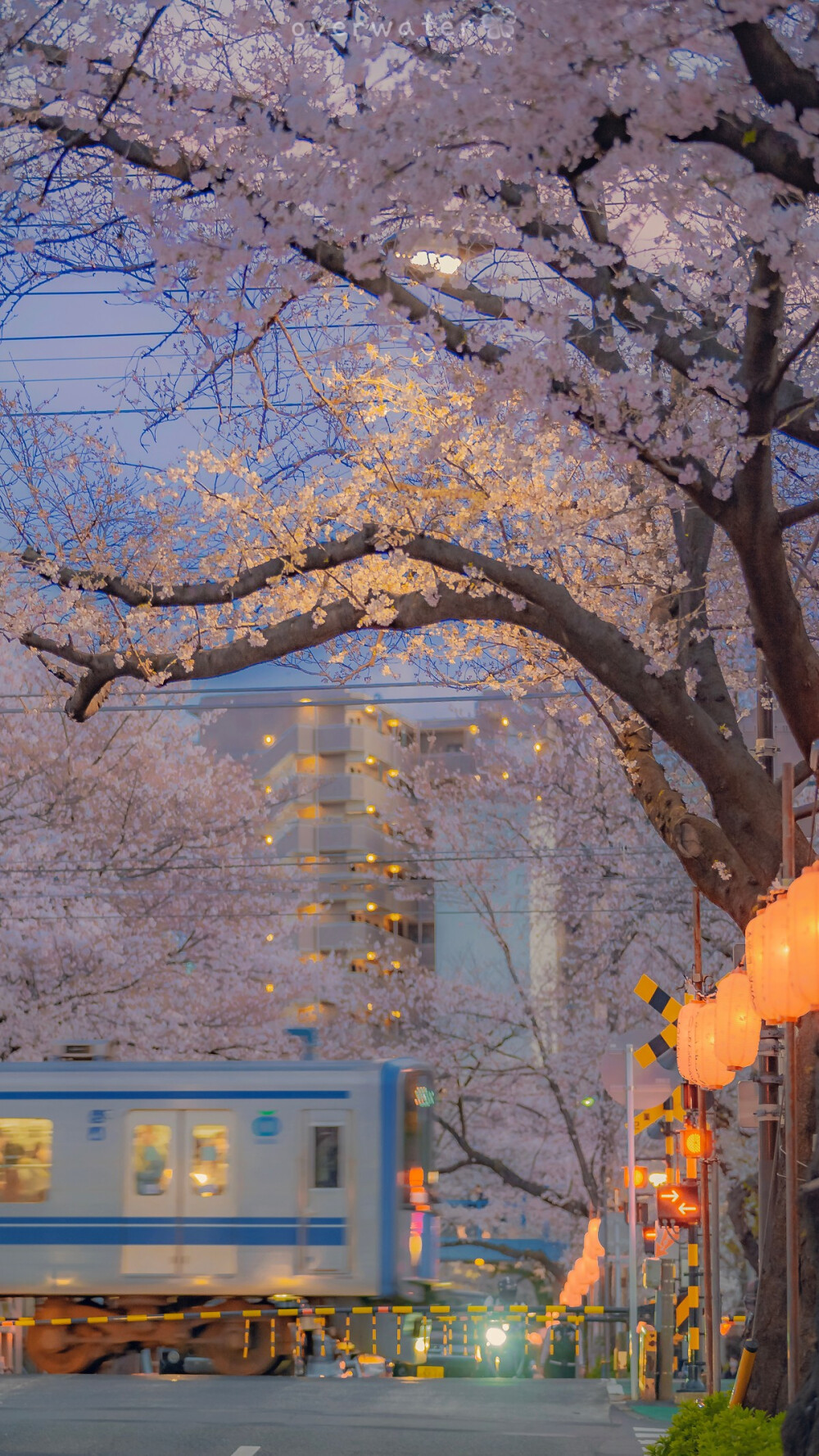 樱花壁纸croverwater