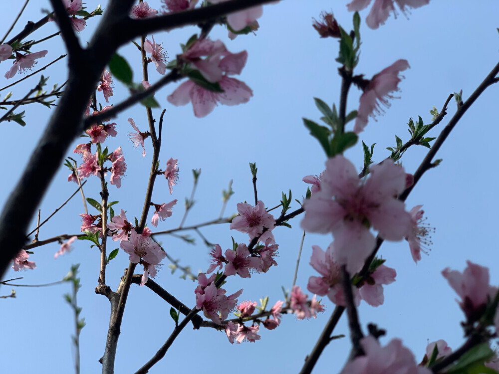 春日限定