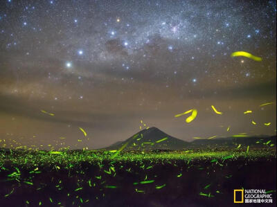 夜光交融
南银河系上方的星群闪闪发光，似乎在于纳特龙湖边（Lake Natron，坦桑尼亚）的萤火虫一争高下，看看谁更绚烂！“这些发光的精灵们在茂密的草丛中上下纷飞，就像是一条地球上的‘银河’。”摄影…