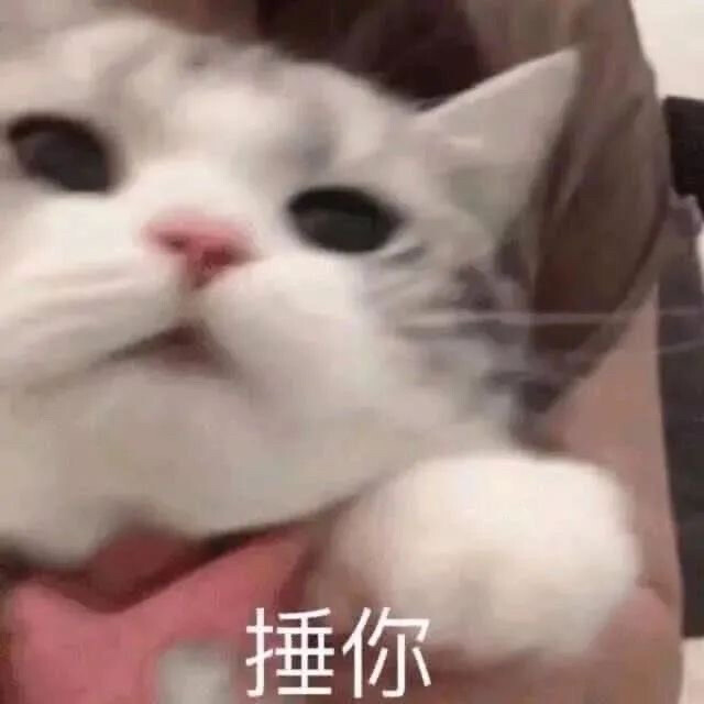 猫猫可爱表情包