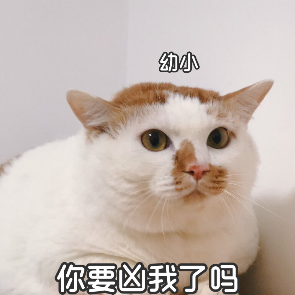 猫猫可爱表情包