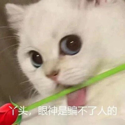 猫猫可爱表情包