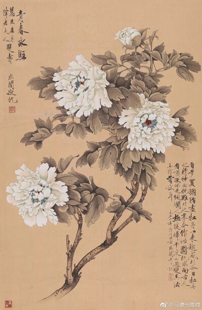 牡丹
