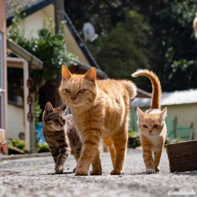 猫