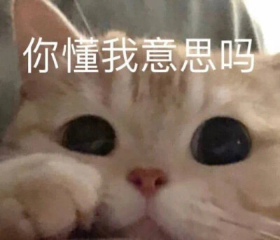 猫猫