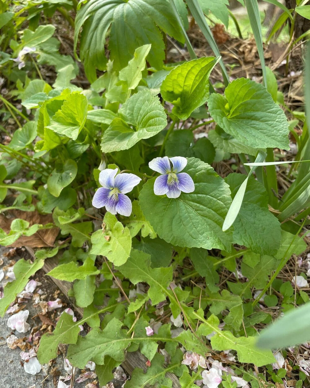 花花