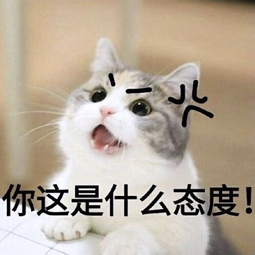 猫咪表情