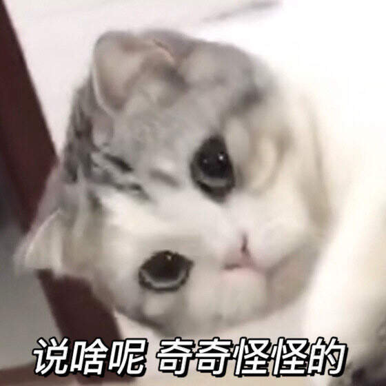 猫咪表情