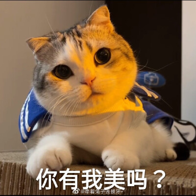 猫咪表情