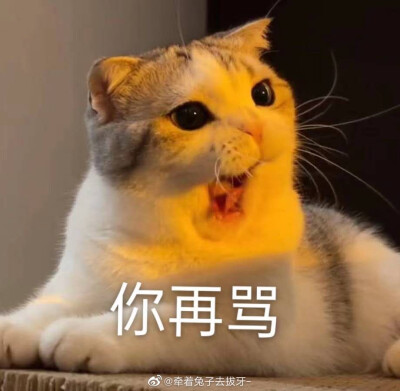 猫咪表情