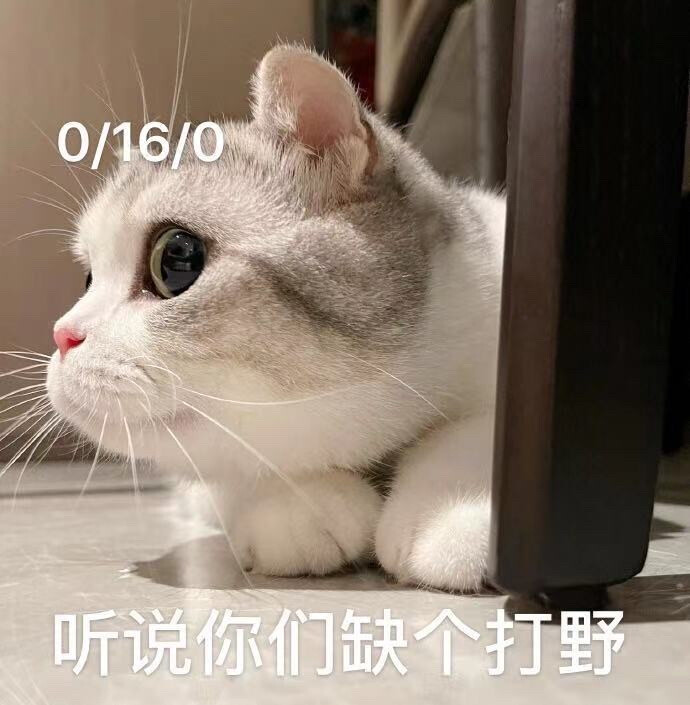 猫咪表情