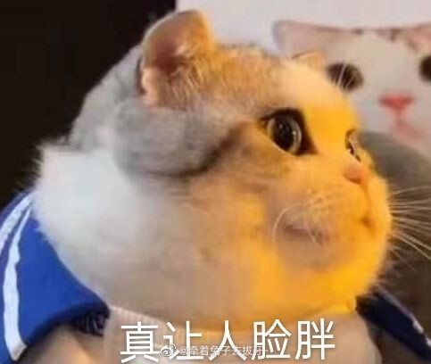 猫咪表情