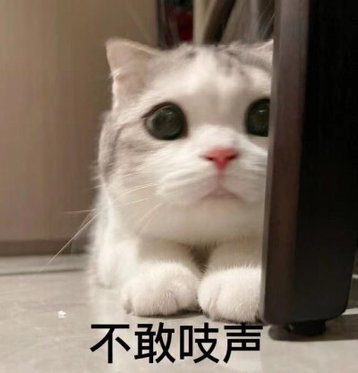 猫咪表情