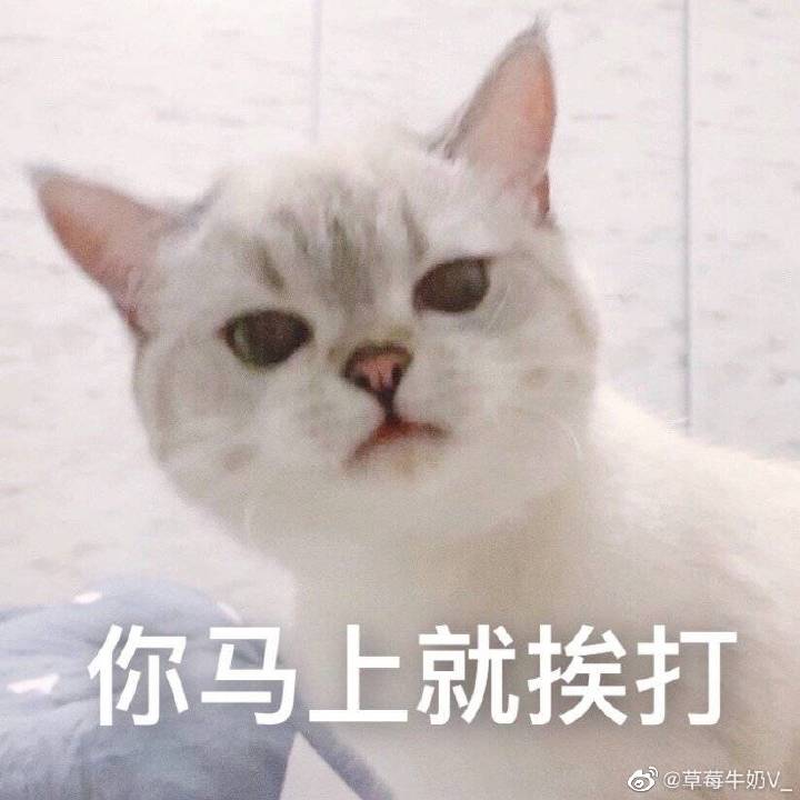 一些实用小猫表情包