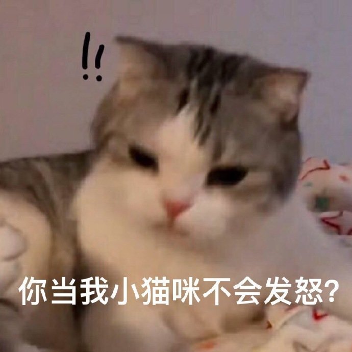 一些实用小猫表情包