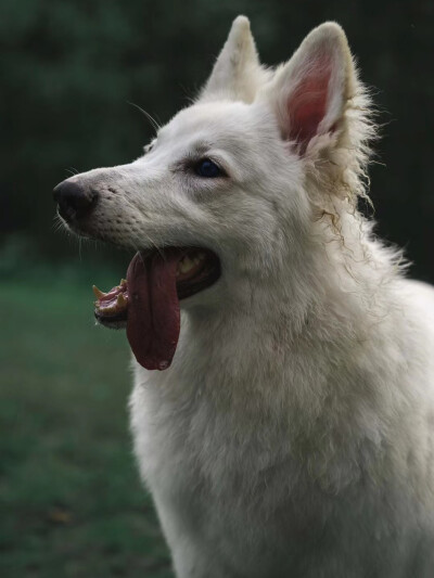 瑞士牧羊犬 白色德牧