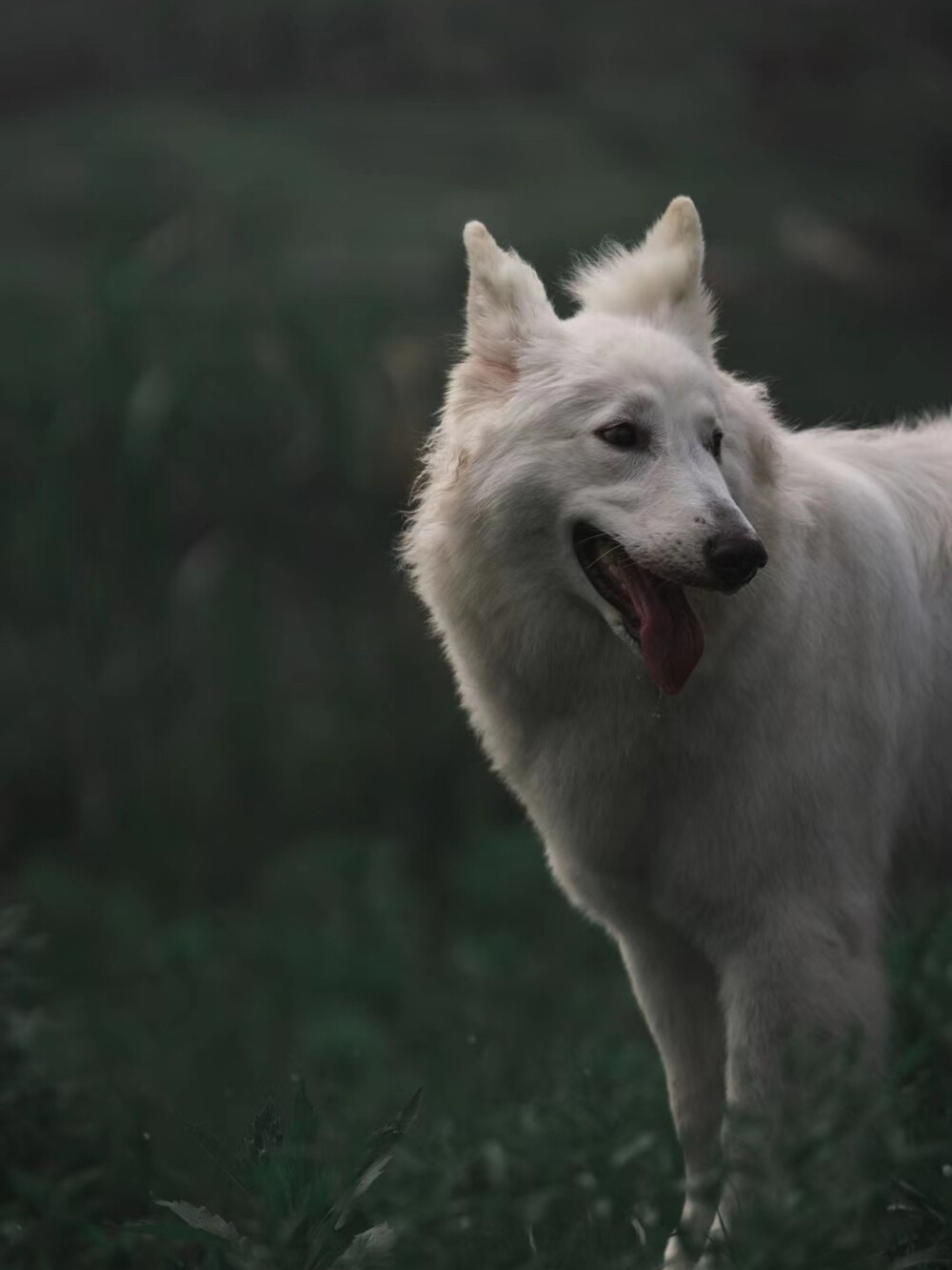 瑞士牧羊犬 白色德牧