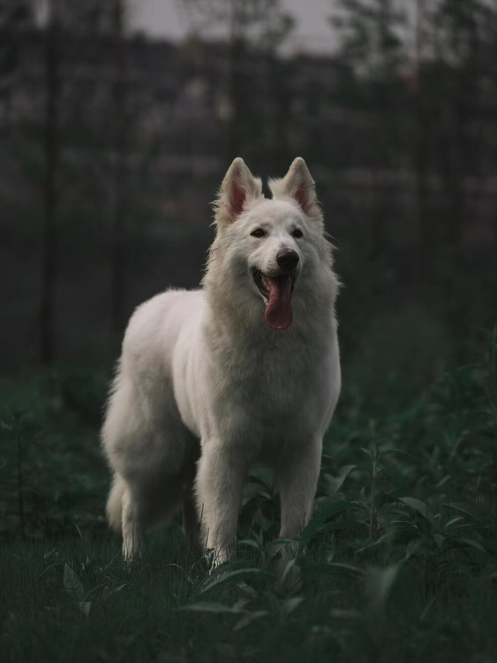 瑞士牧羊犬 白色德牧