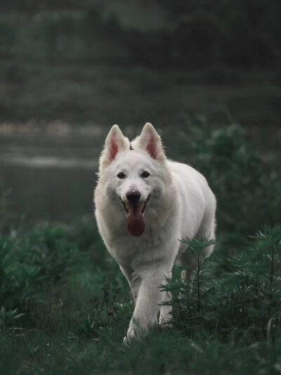 瑞士牧羊犬 白色德牧