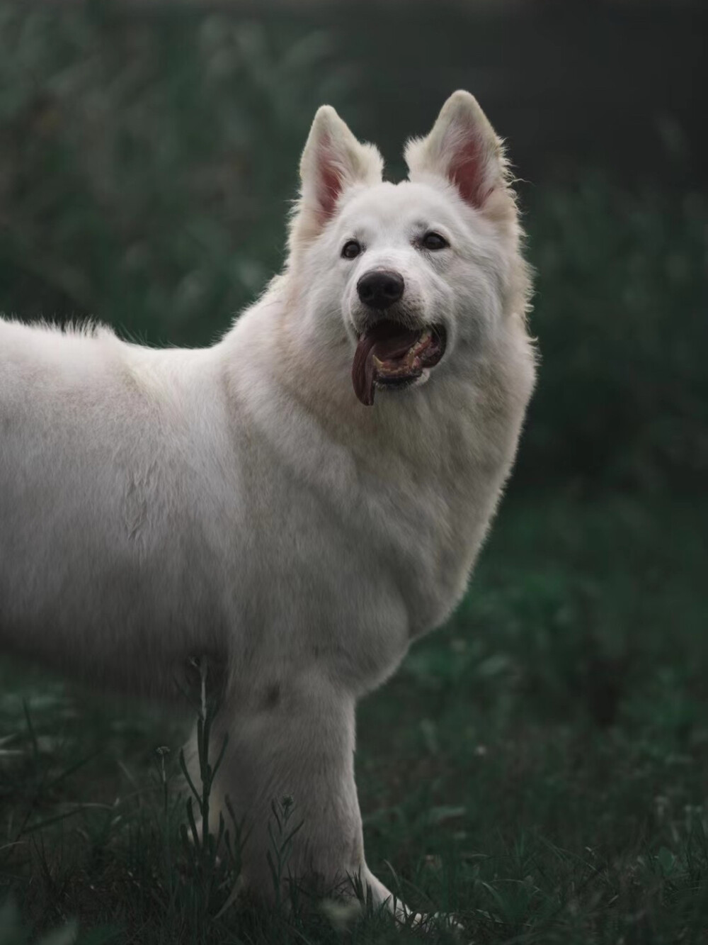 瑞士牧羊犬 白色德牧