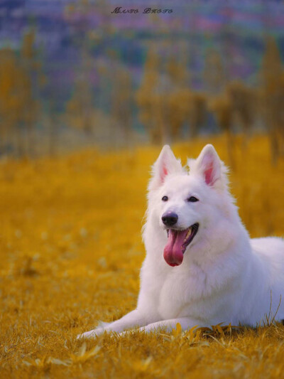 瑞士牧羊犬 白色德牧