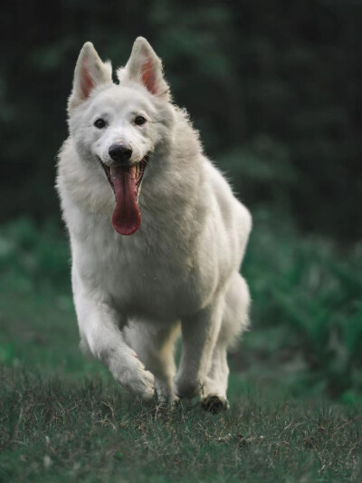 瑞士牧羊犬 白色德牧