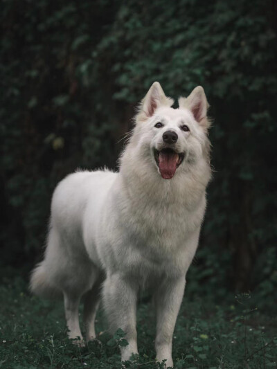 瑞士牧羊犬 白色德牧