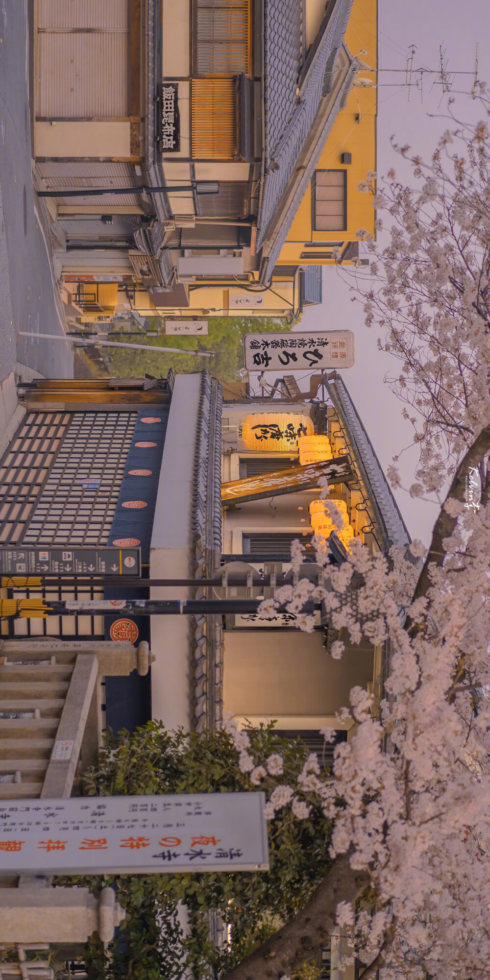 樱花