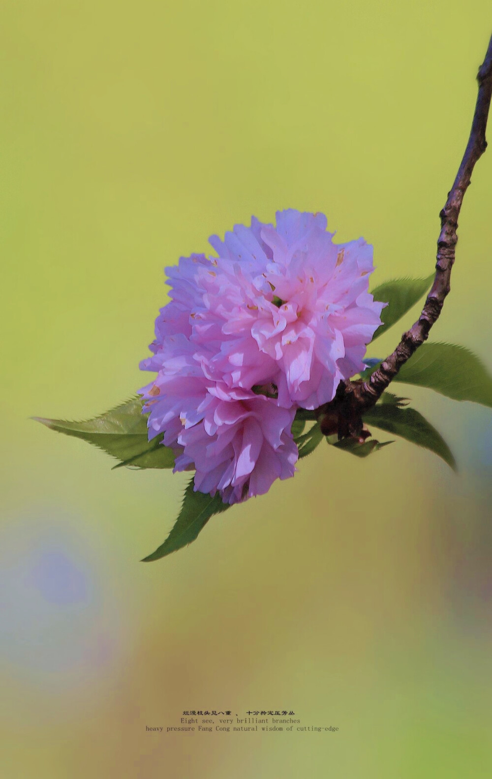 樱花